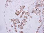 ANP Antibody in Immunohistochemistry (Paraffin) (IHC (P))