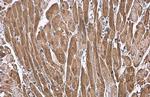 ANP Antibody in Immunohistochemistry (Paraffin) (IHC (P))