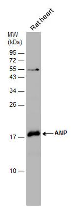 ANP Antibody in Western Blot (WB)