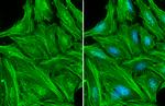 beta Actin Antibody in Immunocytochemistry (ICC/IF)