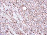 beta Actin Antibody in Immunohistochemistry (Paraffin) (IHC (P))