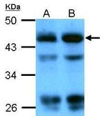 beta Actin Antibody in Western Blot (WB)