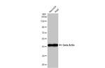 beta Actin Antibody in Western Blot (WB)