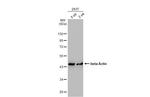 beta Actin Antibody in Western Blot (WB)