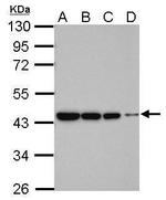 beta Actin Antibody in Western Blot (WB)