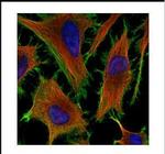 beta Actin Antibody in Immunocytochemistry (ICC/IF)