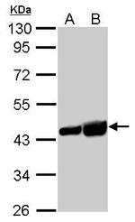 beta Actin Antibody in Western Blot (WB)