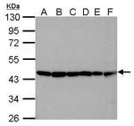 beta Actin Antibody in Western Blot (WB)