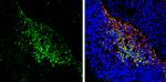 PGP9.5 Antibody in Immunohistochemistry (Frozen) (IHC (F))