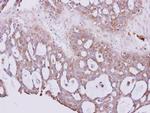 PGP9.5 Antibody in Immunohistochemistry (Paraffin) (IHC (P))