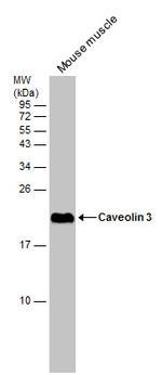 Caveolin 3 Antibody in Western Blot (WB)