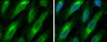 Bax Antibody in Immunocytochemistry (ICC/IF)