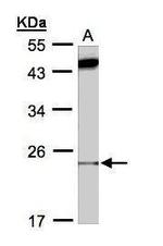 Bax Antibody in Western Blot (WB)