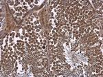 NPR3 Antibody in Immunohistochemistry (Paraffin) (IHC (P))