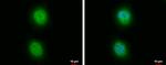 PP5 Antibody in Immunocytochemistry (ICC/IF)