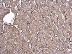 beta Actin Antibody in Immunohistochemistry (Paraffin) (IHC (P))