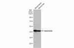 beta Actin Antibody in Western Blot (WB)