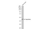 beta Actin Antibody in Western Blot (WB)