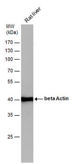 beta Actin Antibody in Western Blot (WB)