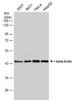 beta Actin Antibody in Western Blot (WB)