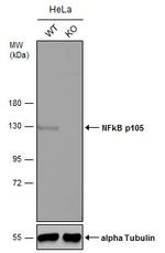 NFkB p105 Antibody