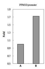 NFkB p105 Antibody in ChIP Assay (ChIP)