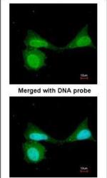 NFkB p105 Antibody in Immunocytochemistry (ICC/IF)