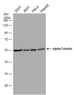 alpha Tubulin Antibody in Western Blot (WB)