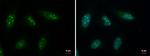 GTPBP4 Antibody in Immunocytochemistry (ICC/IF)