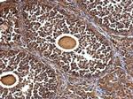 GTPBP4 Antibody in Immunohistochemistry (Paraffin) (IHC (P))