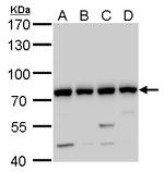 GTPBP4 Antibody in Western Blot (WB)