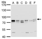 GTPBP4 Antibody in Western Blot (WB)