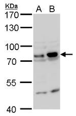 GTPBP4 Antibody in Western Blot (WB)