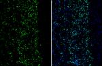 Phospho-MEF2C (Thr20) Antibody in Immunohistochemistry (Frozen) (IHC (F))