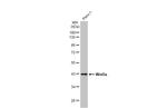 WNT5A Antibody in Western Blot (WB)