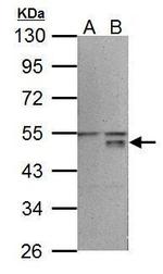 WNT5A Antibody in Western Blot (WB)