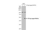 WNT5A Antibody in Western Blot (WB)