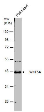 WNT5A Antibody in Western Blot (WB)