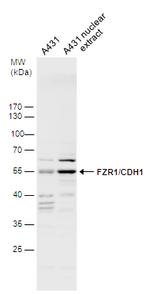 FZR1 Antibody in Western Blot (WB)