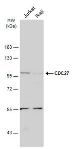 Cdc27 Antibody in Western Blot (WB)