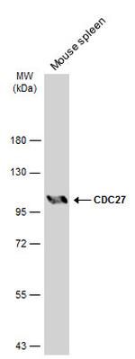 Cdc27 Antibody in Western Blot (WB)