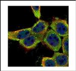 Lyn Antibody in Immunocytochemistry (ICC/IF)