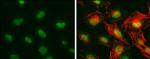 CA150 Antibody in Immunocytochemistry (ICC/IF)