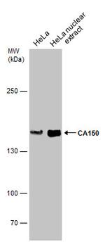 CA150 Antibody in Western Blot (WB)