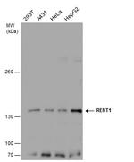 UPF1 Antibody in Western Blot (WB)