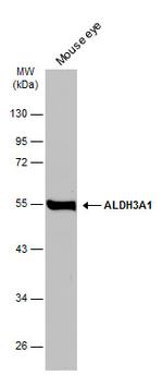 ALDH3A1 Antibody in Western Blot (WB)