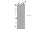 Vimentin Antibody in Western Blot (WB)