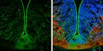 N-cadherin Antibody in Immunohistochemistry (Frozen) (IHC (F))