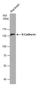 N-cadherin Antibody in Western Blot (WB)