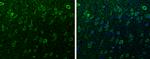 alpha Synuclein Antibody in Immunohistochemistry (Paraffin) (IHC (P))